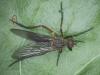 Empis sp.
